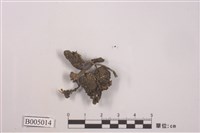 藏品(喇叭石蕊)的圖片